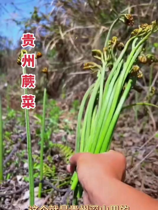 新鲜采摘野蕨菜,脆嫩口感十足,绿色健康有保障!
