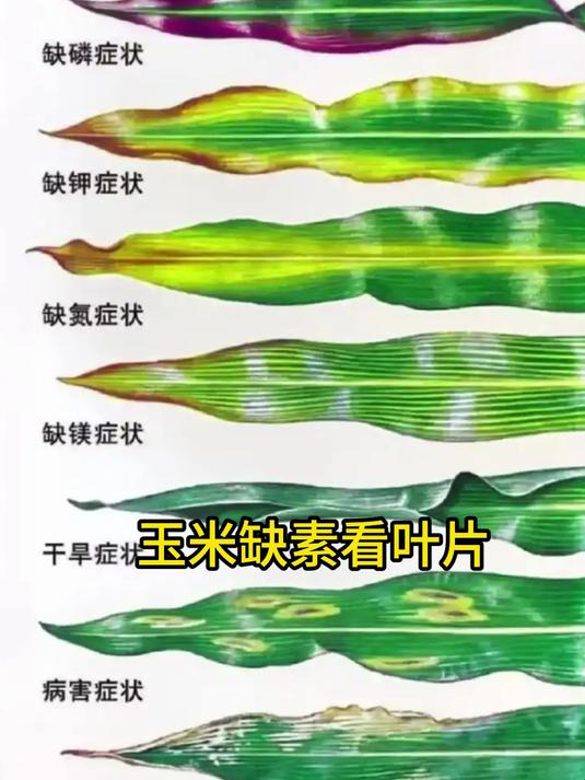 玉米缺素看叶片