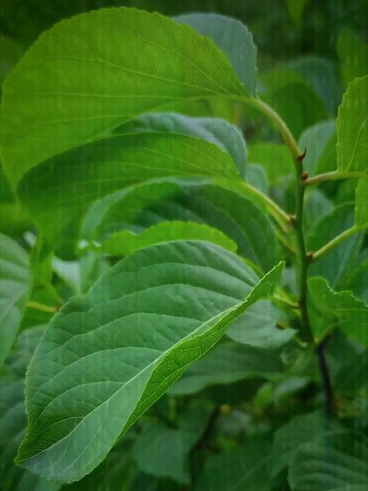 跟着实拍识中草，实拍乡村的50种中草药看看你家乡有吗？