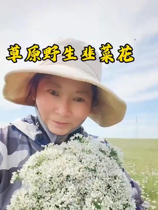 25年草原野生韭菜花刚刚下来，又事采摘的一天，越踩越上瘾