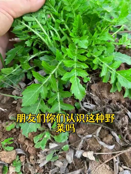 农村田野边的蔊菜又叫塘葛菜,用来煲汤鲜香味美,是一种难得的野菜