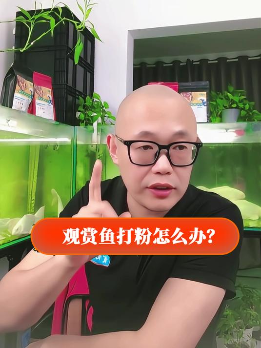 养鱼打粉怎么办?