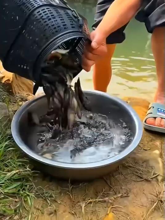不是河虾吃不起,而是免费吃的更好 #升级款自动折叠虾笼地笼渔网捕鱼##捕鱼笼##逮鱼摸虾#