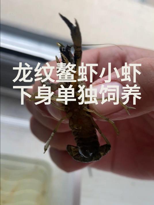 114.龙纹鳌虾小虾下身单独饲养