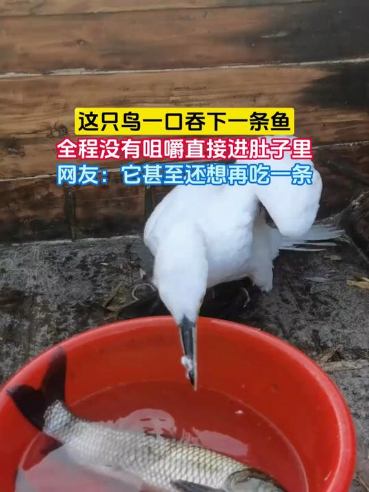 这只鸟一口吞下一条鱼，全程没有咀嚼直接进肚子里，网友：它甚至还想再吃一条