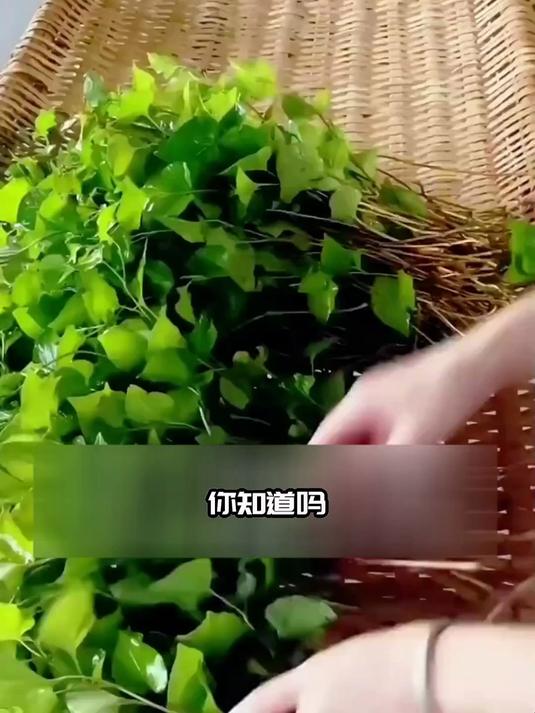 孕妇能喝吗?日式鱼腥草茶安全养生指南