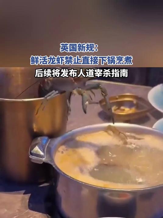 英国新规:鲜活龙虾禁止直接下锅烹煮