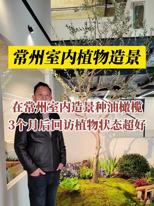 在常州室内造景种油橄榄,3个月后回访植物状态超好
