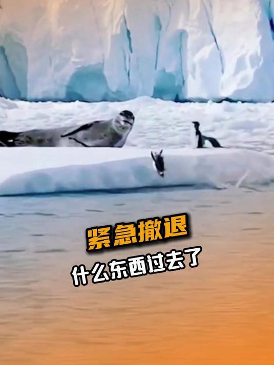觉得压力大的可以看看这只领路的企鹅了#搞笑#万万没想到