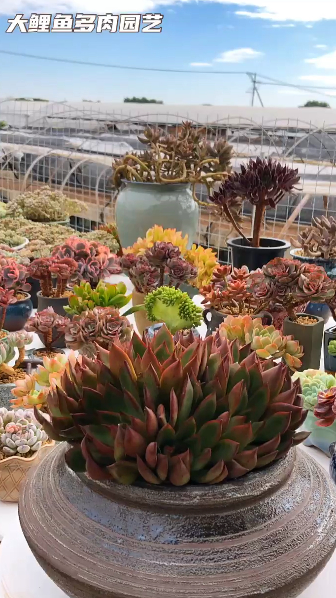 野马东云多头肉肉