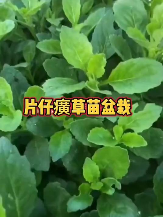片仔癀草苗盆栽,药食同源植物,白凤菜的神奇功效你知道吗?