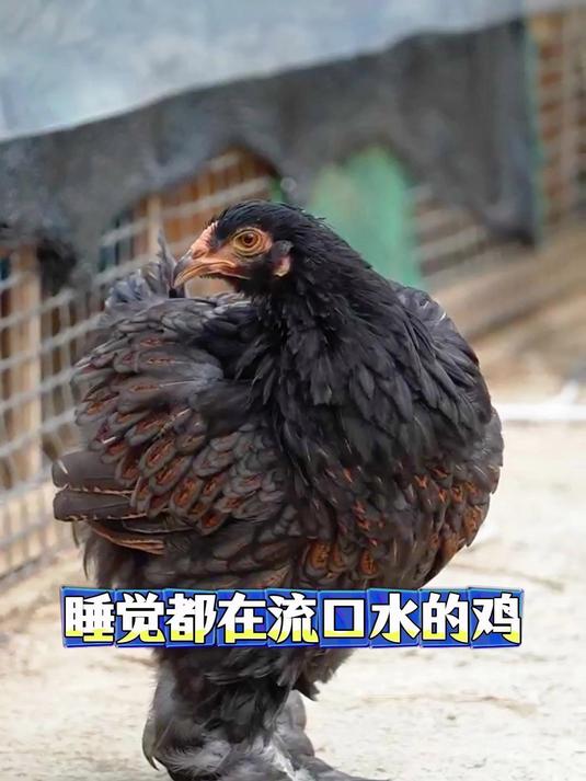 婆罗门公鸡到家了，大家快来看看