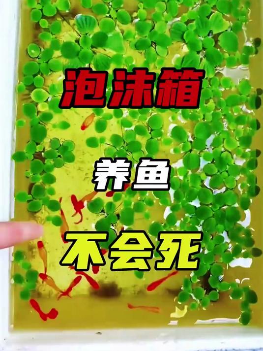你有没有发现泡沫箱养鱼不会死?