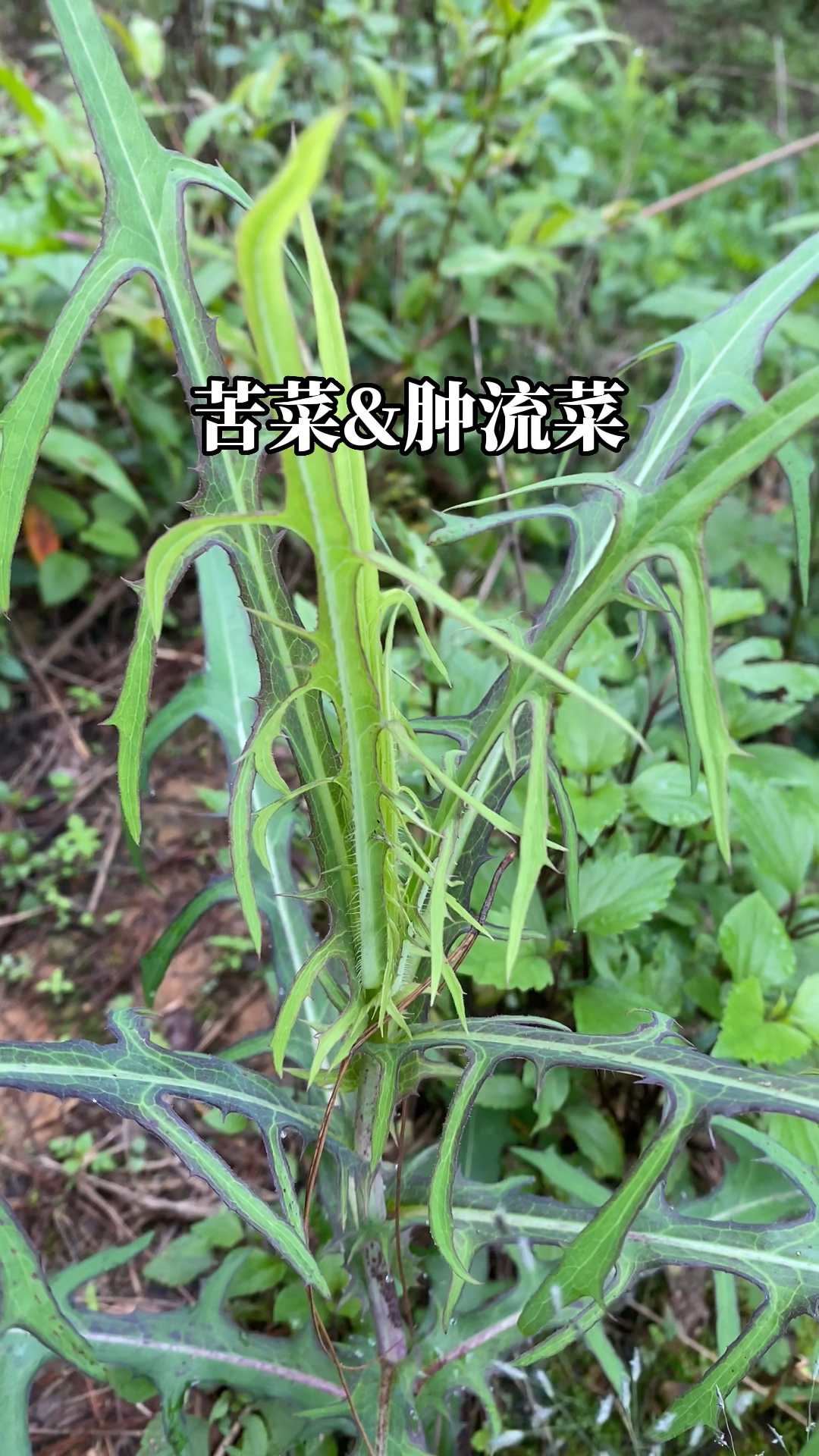 野苦菜是个好东西！