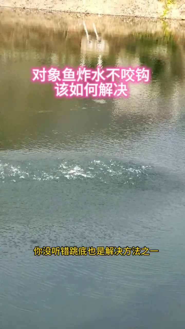 对象鱼炸水不咬钩我们该如何用饵