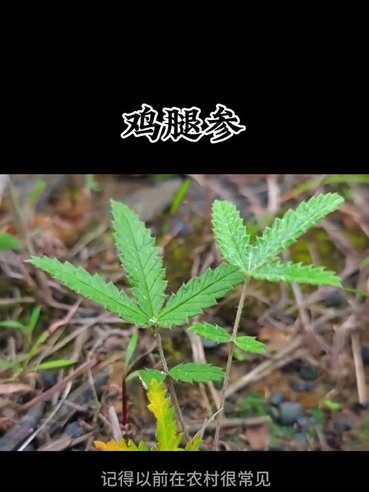 鸡腿参又叫鸡拔腿，翻白草等，以前经常能看见，现在很少见到了