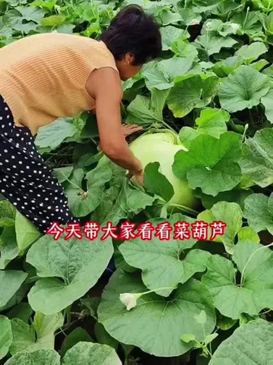 菜葫芦产量高口感好,皮薄肉厚不易老,赶紧种!