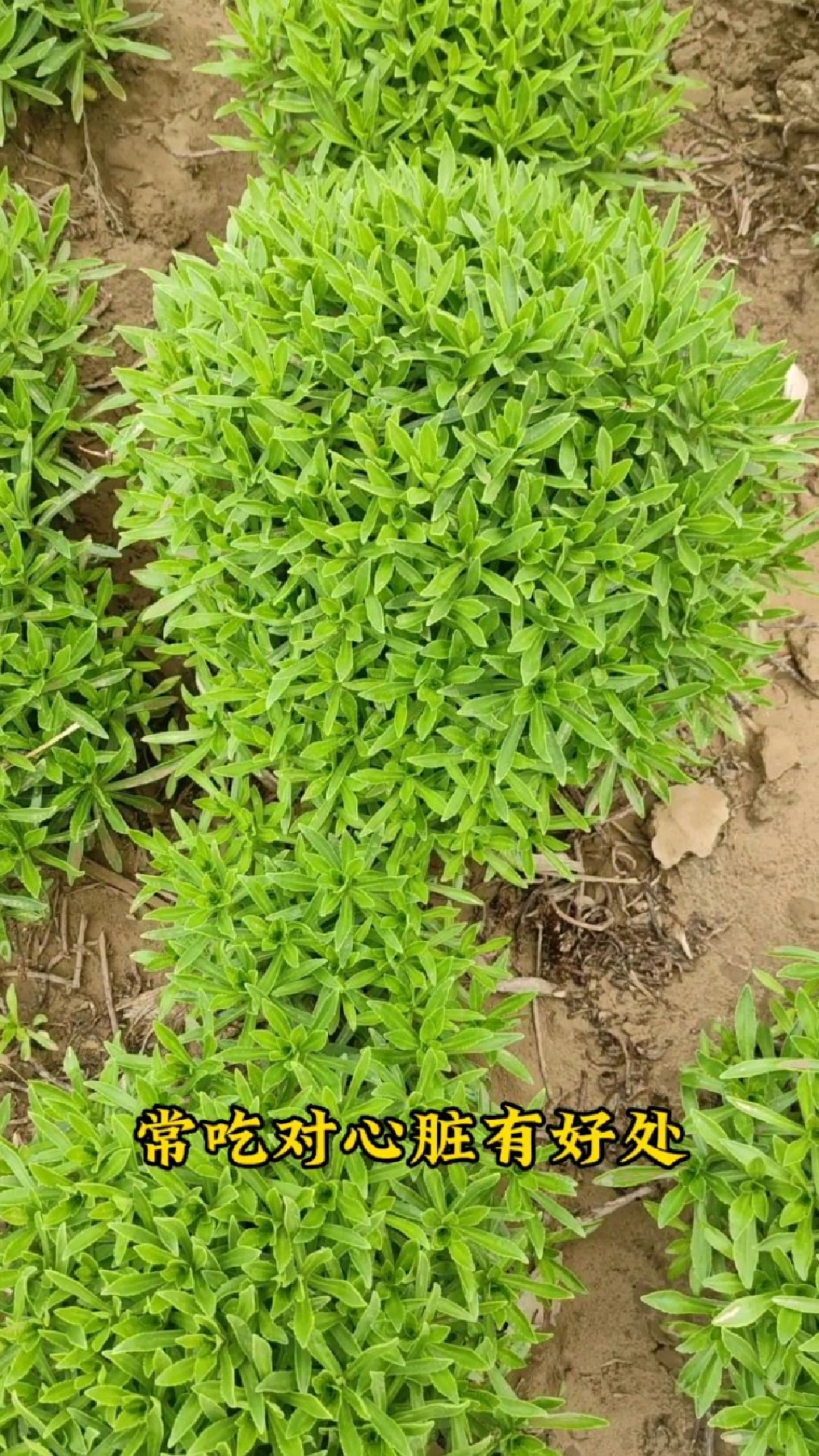 救心菜,养心又补钙,特别适合中老年人,怎么吃?我来告诉你