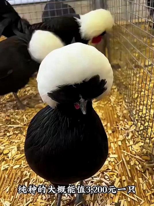 这种鸡贵吗？