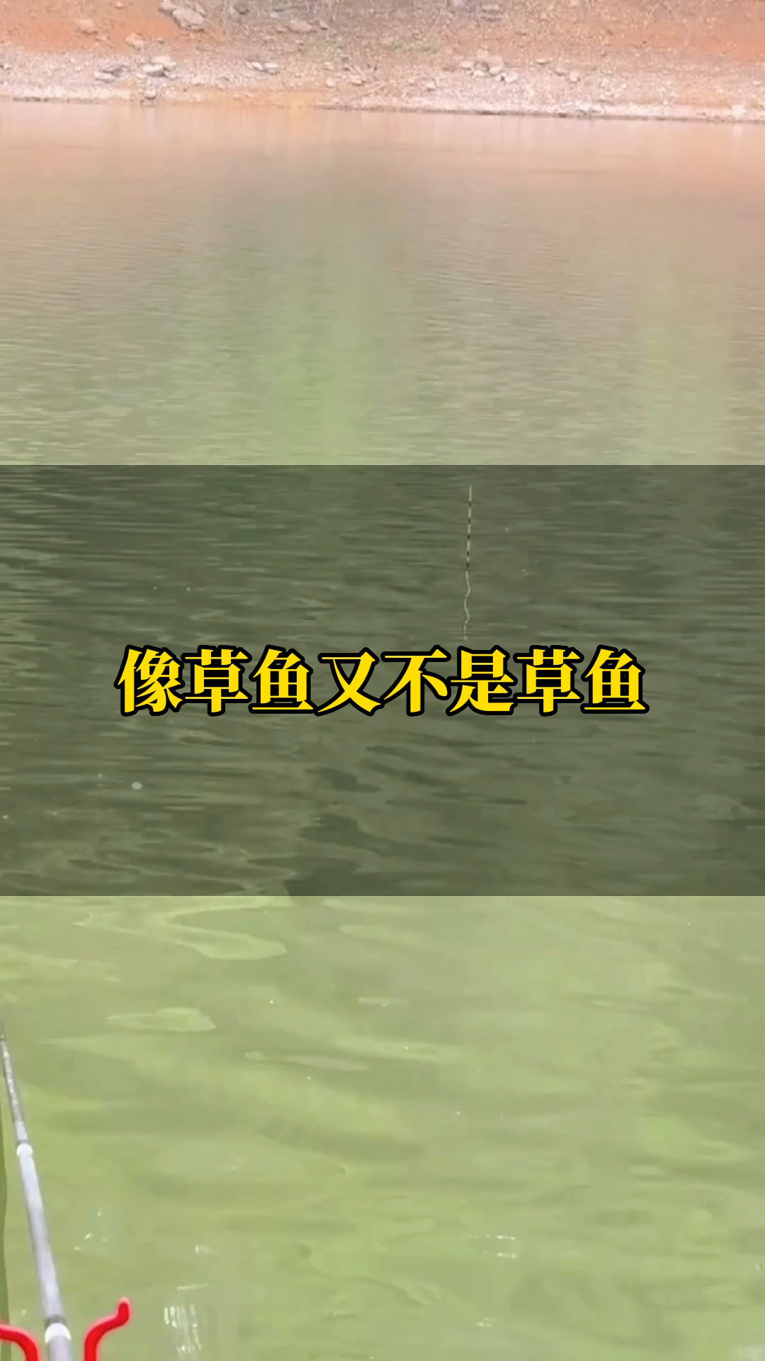 这是什么鱼?像草鱼但又不是草鱼,眼睛是红色的