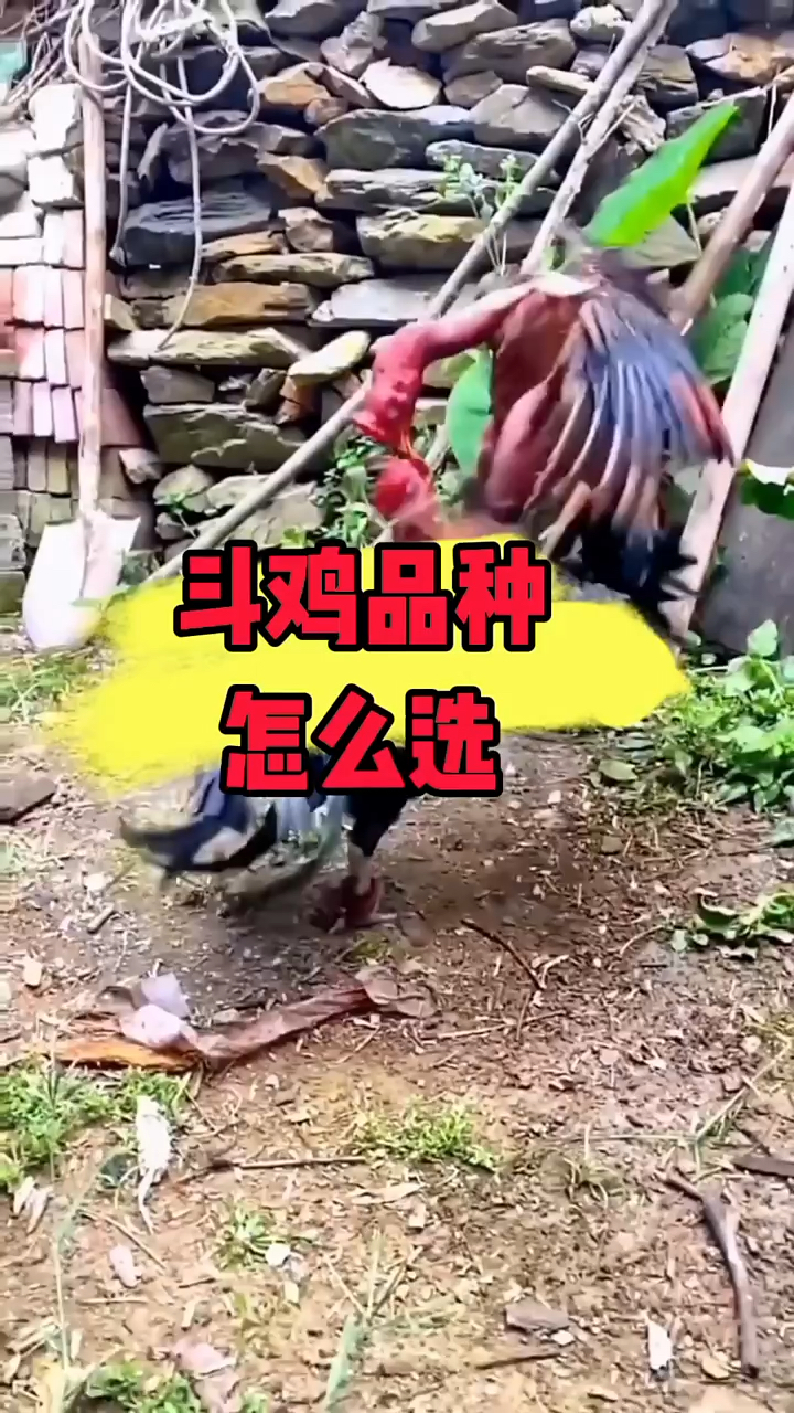 斗鸡品种怎么选