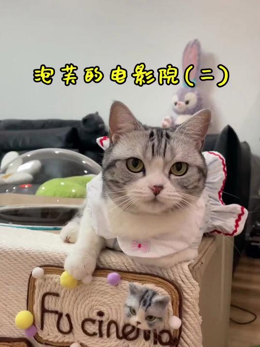 猫咪泡芙的快乐时光！和小伙伴看电影吃零食，不用羡慕其他小猫咪
