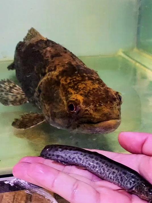 南美的一种巨型牙鱼!不是卡宴!不是红斑!更非枯木!