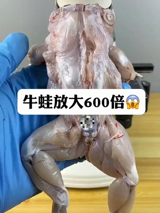 牛蛙真的有寄生虫吗