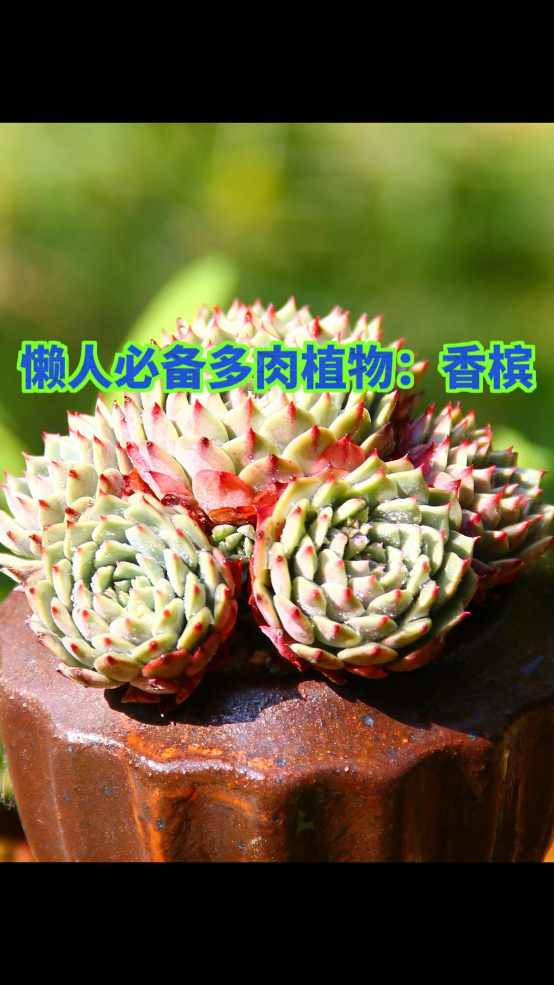 懒人必备多肉植物,香槟