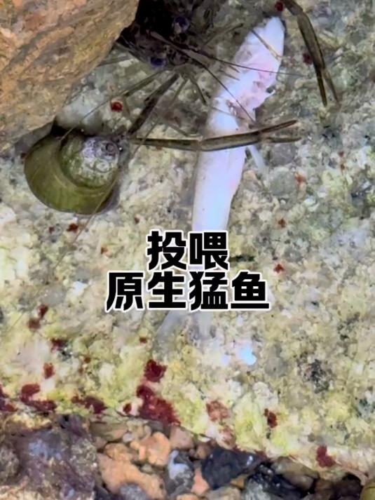 原生猛鱼条条状态炸裂!