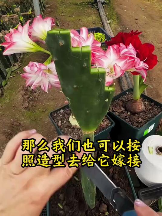 仙人掌梯形嫁接蟹爪兰,操作简单,观赏价值高