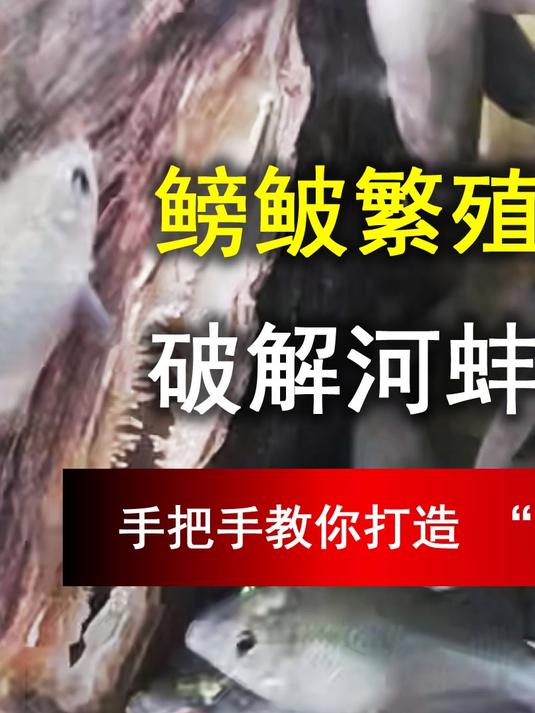 鳑鲏繁殖硬核教学！破解河蚌饲养死穴，打造 “鱼蚌共生” 奇迹