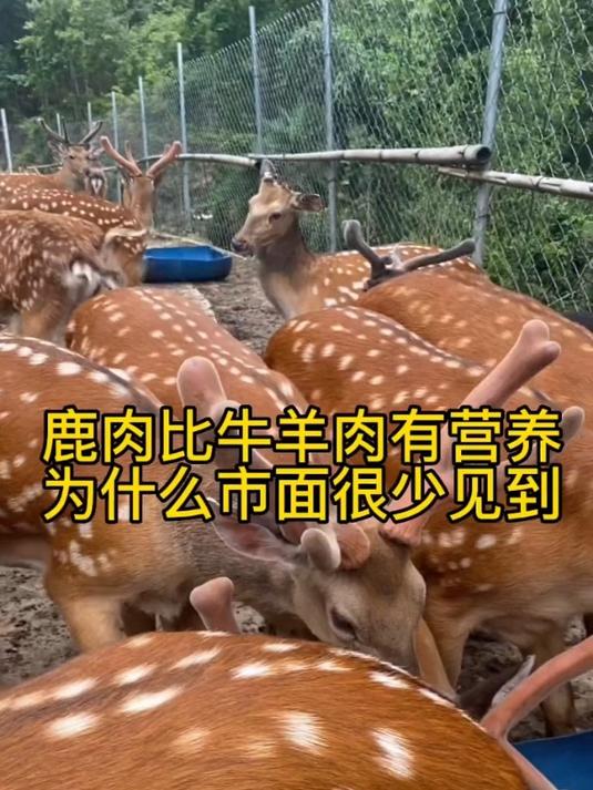 以鹿肉养生,宁心安神,告别失眠焦虑的困扰