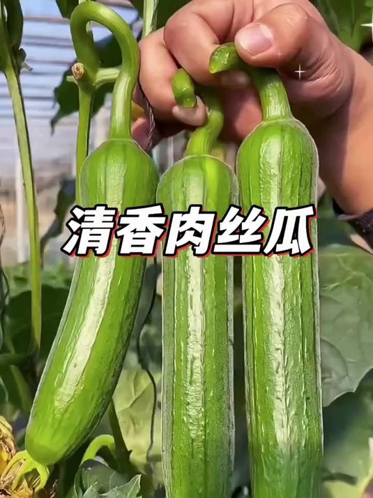 有肉丝瓜种子,妈妈再也不愁做不出美味家常菜