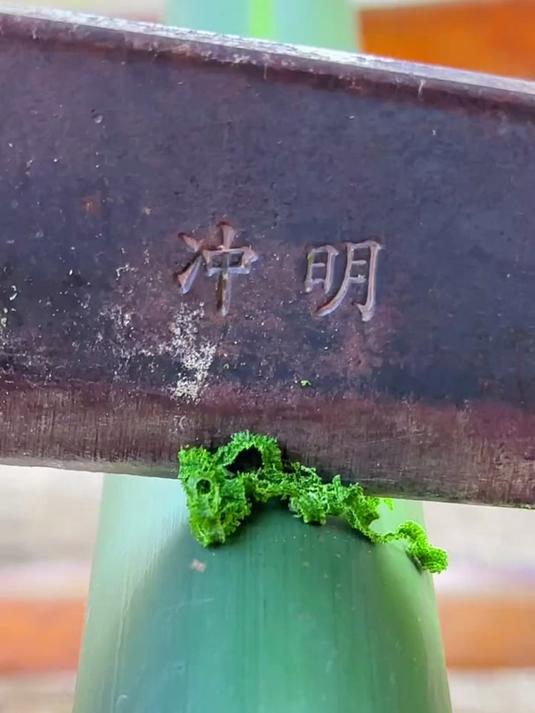 竹青,切菜的厨师经常收集它,你知道竹青吗