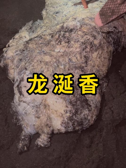龙涎香,抹香鲸的胆汁分泌物!