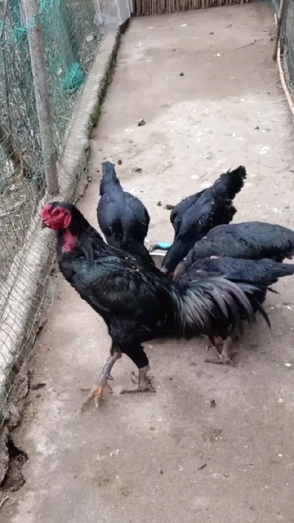 斗鸡精品种公鸡和种母鸡,这几个母鸡现在都开始下蛋了