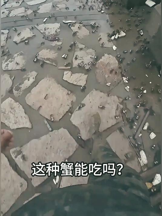 蚝里蟹?不肉?带你认识十种螃蟹