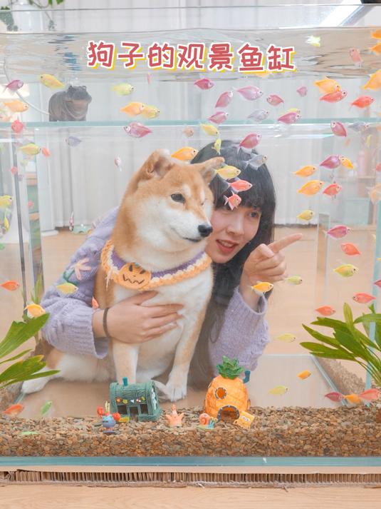 给小狗做的海底世界太漂亮了!我也想住进去!