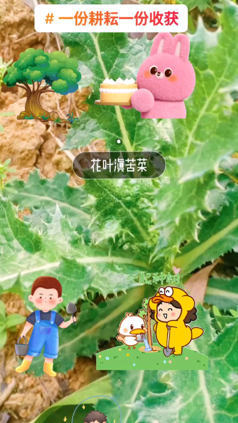 带你认识植物(花叶滇苦菜)