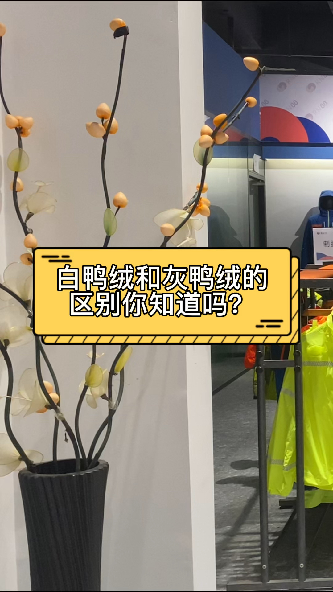 你知道白鸭绒和灰鸭绒的区别吗?
