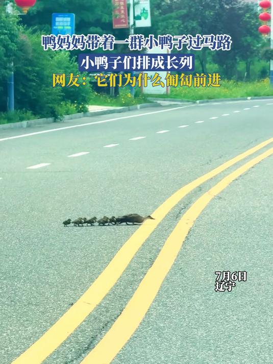 鸭妈妈带着一群小鸭子过马路,网友:它们为什么匍匐前进