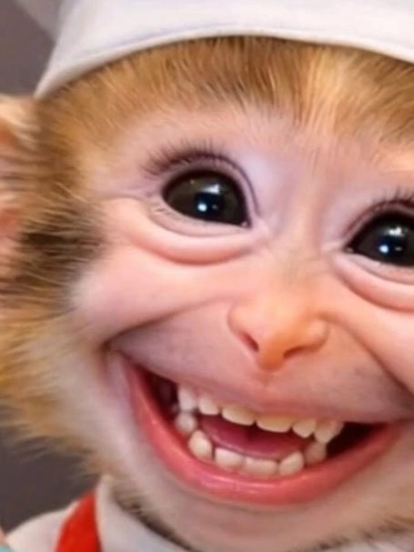 小猴子厨师烤生日蛋糕!有史以来最可爱的庆祝活动