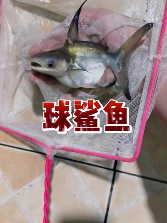 球鲨鱼