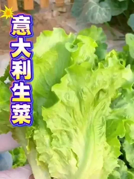 「拍 2 送 1」罗马生菜种子 四季可种 耐热耐抽薹