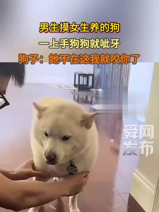 男生摸女生养的狗,一上手狗狗就呲牙,狗子:她不在这我就咬你了