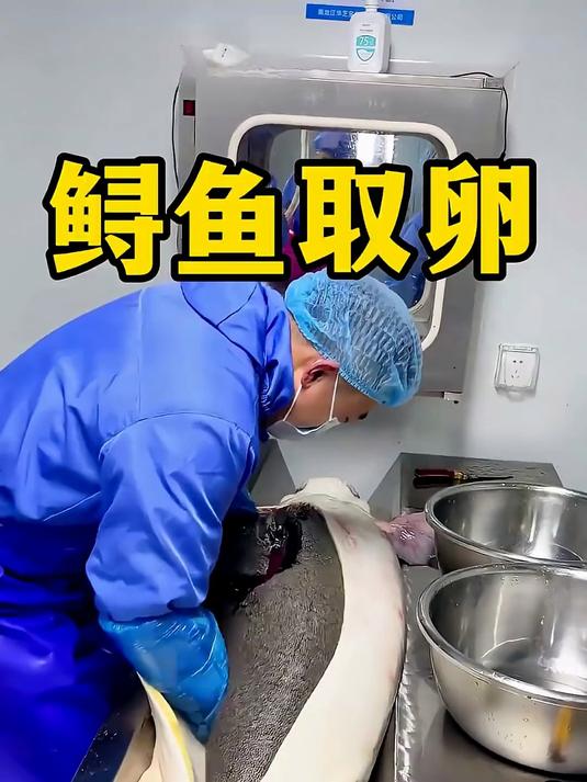 鲟鱼取卵全过程!原来顶级鱼子酱是这么来的