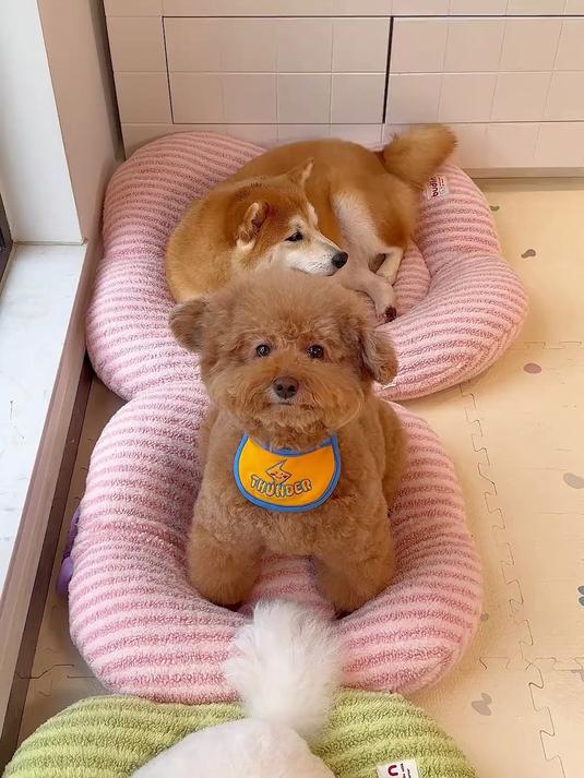 小狗的疯狂星期四!炸鸡可乐太香了