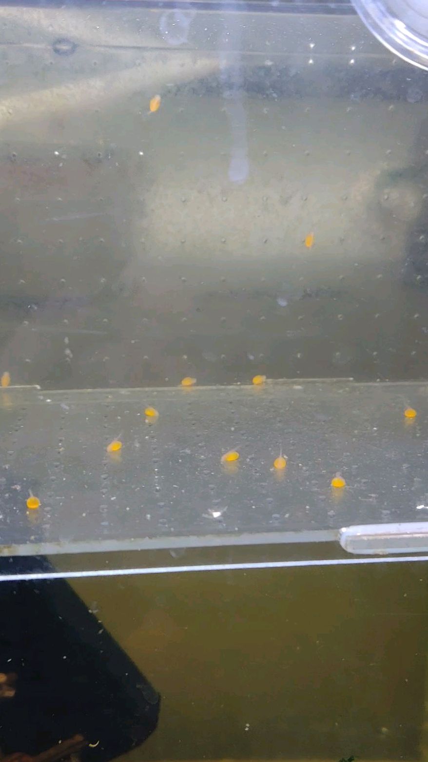 人工繁殖蓝眼胡子大帆,小鱼仔出壳了