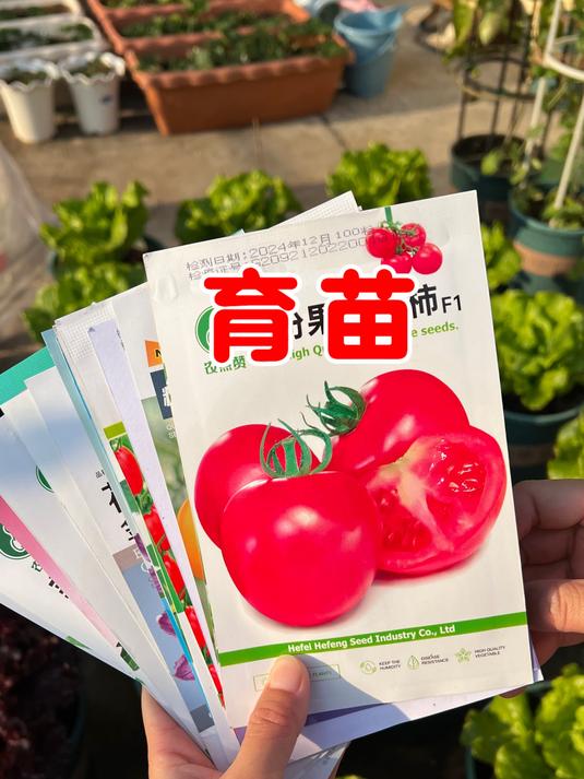 蔬菜育苗步骤来了,方法简单又实用,学会了你也能实现蔬菜自由